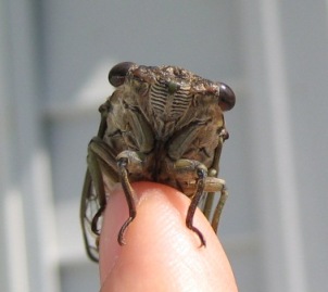 cicada face